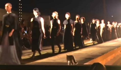 cat dior catwalk morroco|Cat Steals the Show on Dior Runway in Marrakech .